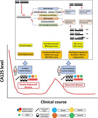 Homologous Recombination Deficiency Assays in Epithelial Ovarian Cancer: Current Status and Future Direction